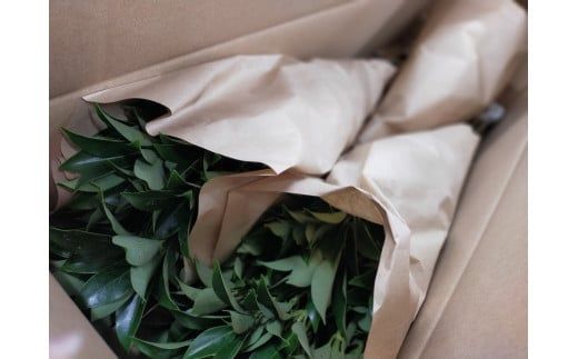 日向市産 しきみ [黒田樒園 宮崎県 日向市 452060139]