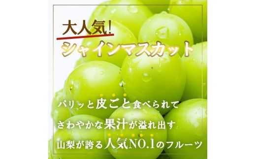 【2026年発送★先行予約】厳選!!池田青果のシャインマスカット1.5~1.6 kg 2 房~4 房  173-007-26y