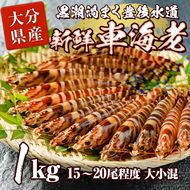 大分県産 新鮮車海老 (約1kg・15-20尾程度)直送 産直 漁師 魚 鮮魚 魚介 天然 車エビ 車海老 くるまえび 獲れたて 刺身 煮つけ フライ 塩焼き 冷蔵 大分県 佐伯市【DA02】【(有)丸直水産】