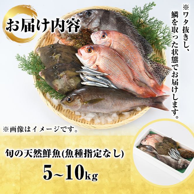 旬の天然鮮魚BOX(5～10kg) 国産 刺身 魚貝 魚介 鮮魚 海産物 天然物 煮つけ 焼き魚【さるがく水産】akn028-29