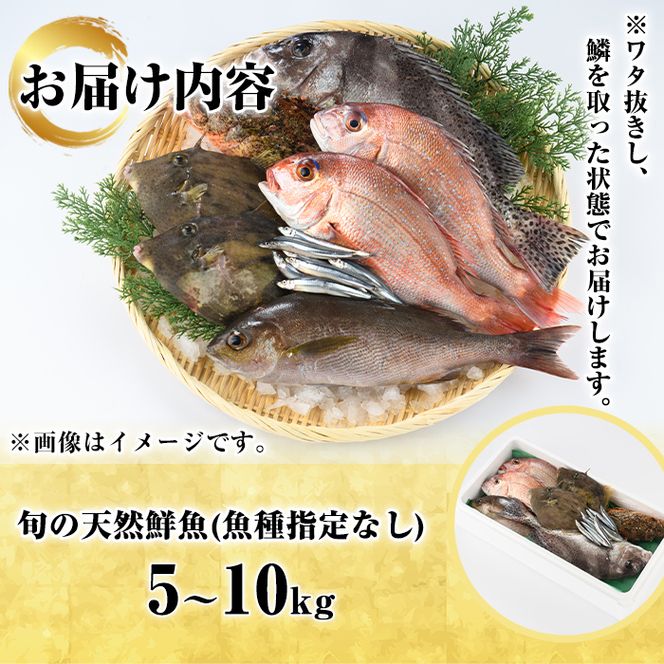 旬の天然鮮魚BOX(5～10kg) 国産 刺身 魚貝 魚介 鮮魚 海産物 天然物 煮つけ 焼き魚【さるがく水産】a-40-12