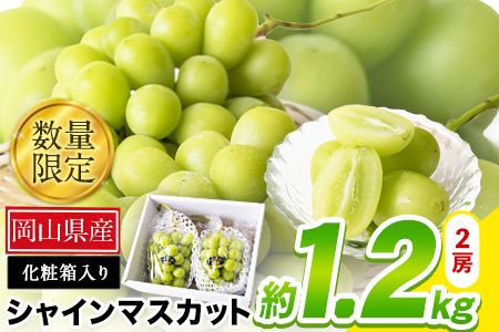 【令和6年度先行予約】秀品 シャインマスカット 岡山 予約 数量限定 大粒 約1.2kg 2房 産地直送 葡萄 果物 秀品 スイーツ フルーツ  デザート 岡山県 矢掛町 簡易包装《9月中旬～11月上旬頃に出荷予定(土日祝除く)》---ofn_cssm_g911_22_25000_1200g---