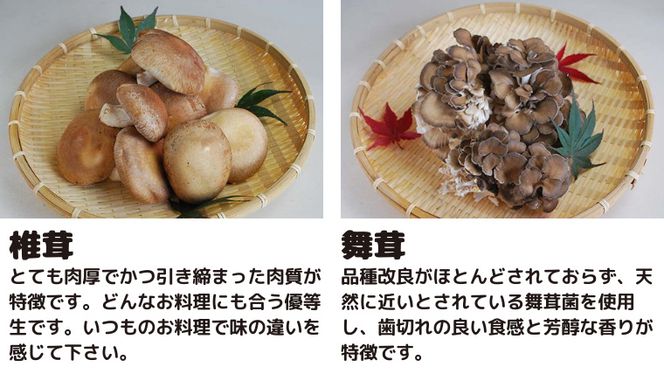 きのこ の 詰め合わせ Sサイズ ( 約1kg ) （茨城県共通返礼品：城里町） キノコ セット 野菜 低カロリー ダイエット デトックス バラエティ セット 新鮮 [DY001us]