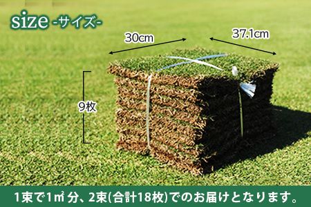 ＜高麗芝 2平方メートル＞2か月以内に順次出荷【c736_hg_x2】