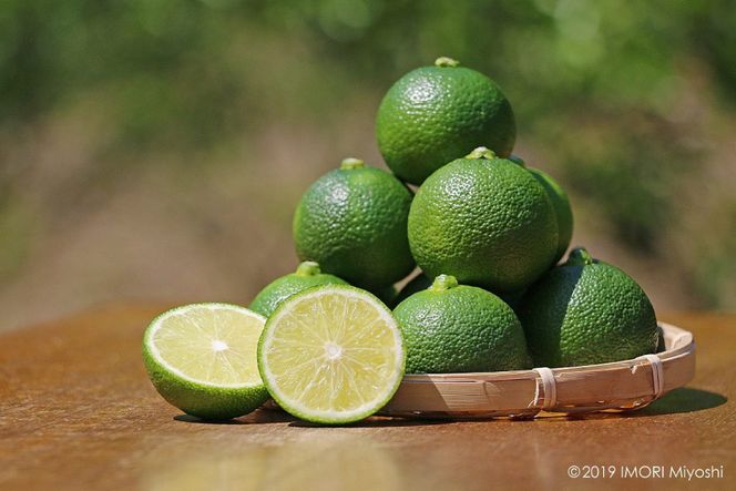 【期間限定発送】岩牡蠣 殻付き 細島 岩ガキ 約4kg 日向特産 へべす 500g セット [道の駅日向 宮崎県 日向市 452061391] いわがき 岩がき 牡蠣 日豊海岸 濃厚 クリーミー