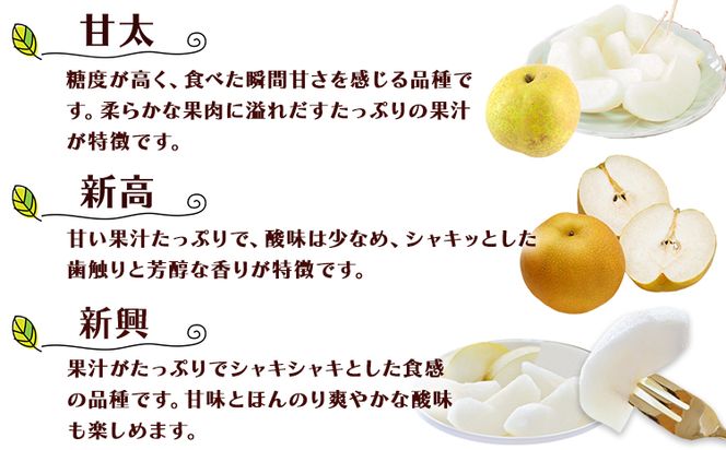 坂村梨園 玉東梨 熊本県玉名郡玉東町 約3kg(4～10玉前後) 梨 なし 果物 旬の梨 《8月中旬-11月上旬頃出荷》---sg_cmuranashi_g811_r8_12000_3kg---
