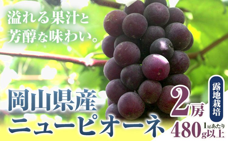 [先行予約] 岡山県産 ニューピオーネ 2房 480g以上 露地栽培 葡萄 果物 厳選出荷 スイーツ フルーツ デザート 岡山県矢掛町[9月中旬-10月末頃に出荷予定(土日祝除く)] 種なしぶどう [配送不可地域あり]---osy_chbf23_bc9_25_17500_2---