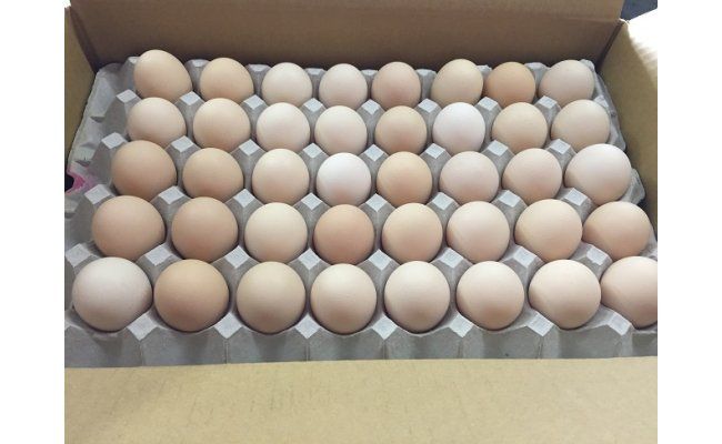  B1808濃厚な味わい！ひまわりたまご（２段）※破卵補償10個含 卵 鶏卵 玉子