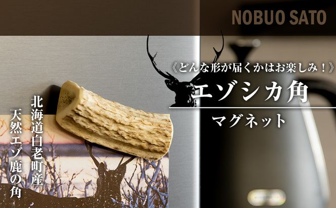 エゾシカ 角 マグネット 冷蔵庫 鹿角 かわいい おしゃれ エゾシカ 角 マグネット 冷蔵庫 鹿角 かわいい おしゃれ