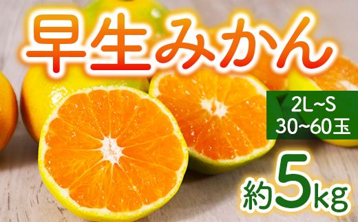 [2024年11月~12月に順次発送] 早生みかん 約5kg