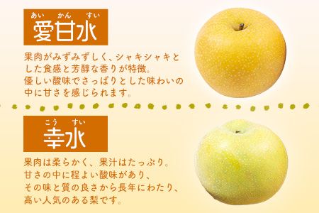 大隅果樹園の玉東梨(旬の品種をお届けします) 約5kg(13-20玉前後) 予約受付中 フルーツ 秋 旬 熊本県玉名郡玉東町 《8月中旬-9月上旬頃出荷》---sg_coosuminasi_g8_25_13000_5kg---