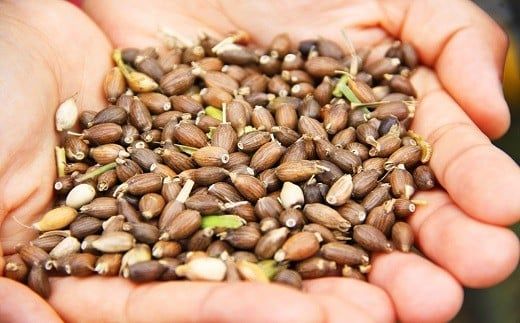 【スピード発送】0B4-01 はとむぎ焼酎　恋叶美人（25度・720ml）