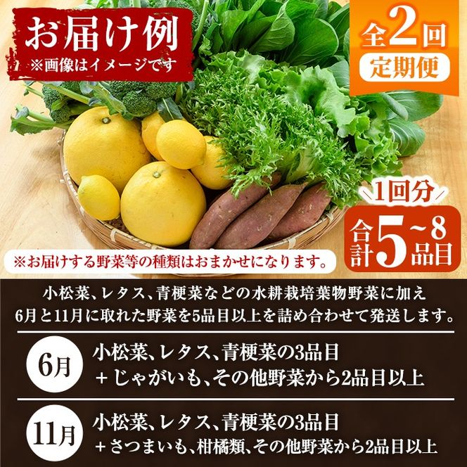 ＜定期便・全2回(6月・11月)＞あくね旬の野菜おまかせセット(5～8品目) 小松菜、レタス、青梗菜の3品目とその他野菜2品目以上を詰め合わせて全2回お届け！ ふるさと納税 阿久根市 特産品 野菜 お楽しみ さつまいも 芋【合同会社グッドフィールド】a-24-23-z