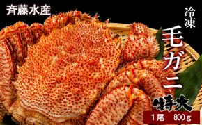 特大サイズ！冷凍毛がに約800g×1尾【斉藤水産】 AM048 