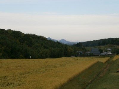 C-44 【定期便】 芳醇、吟香る山田錦入りビール「吟米麦酒」5本セット「3回お届け」【北海道・沖縄・離島　配送不可】