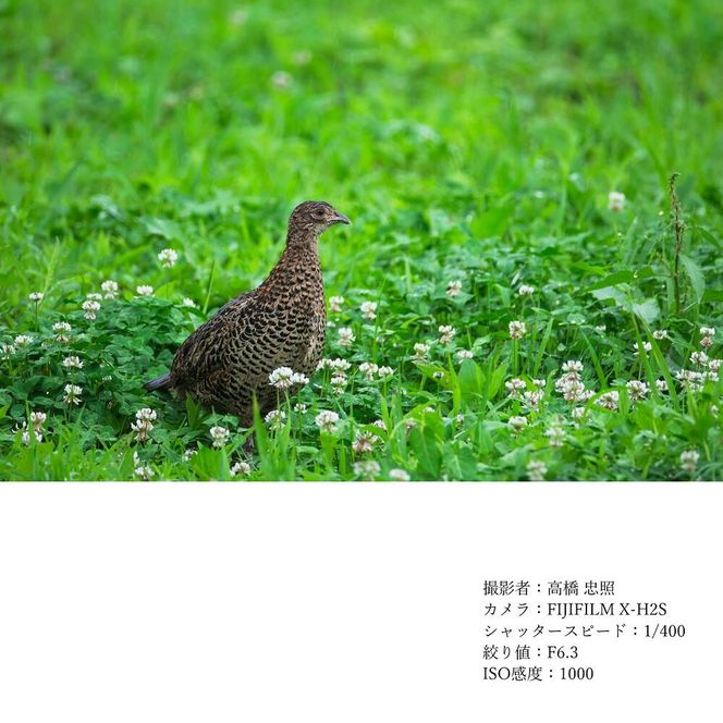 SIGMA 100-400mm F5-6.3 DG DN OS | Contemporary【Lマウント用】