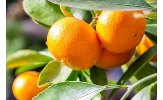 【濃厚・まろやか】有田産樹上越冬完熟みかん5kg（2S～Mサイズ混合・秀品）★2026年1月下旬頃より順次発送 BZ053