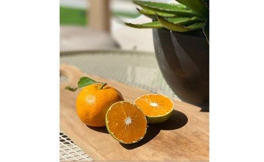 ［秀品・サイズMIX］まる隆果樹園　和歌山有田産！早生みかん≪5kg≫［予約販売］［数量限定］ CS001