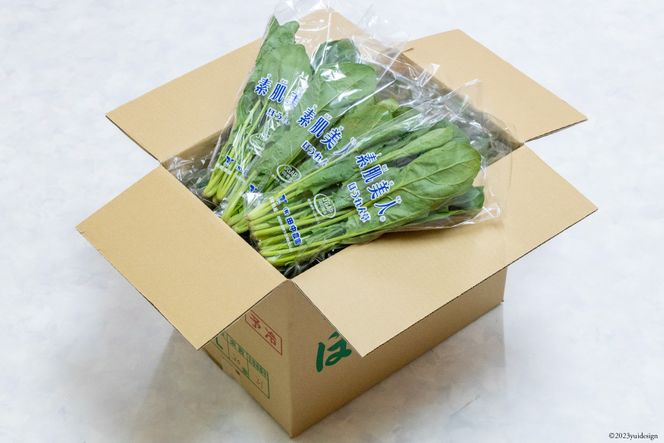 CH011 ほうれん草 150g×30束[ホウレンソウ 野菜]（長崎県島原市