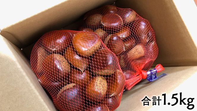 茨城県産 栗 1.5kg 秋 旬 期間限定 スイーツ 和スイーツ 国産 和栗 果物 くり クリ マロン 数量限定 [AM150us]