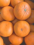 麗紅柑（れいこう）青秀品（家庭用）2S～3Lサイズ 3kg CC60