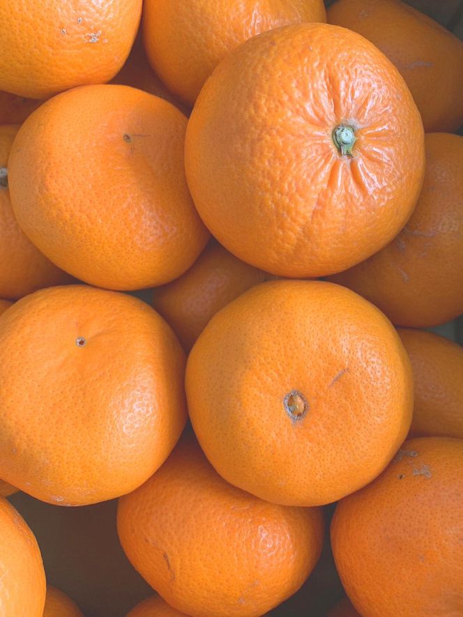 ya̎RLc쒬zgiꂢjGiiƒpj2S`3LTCY 3kg CC60