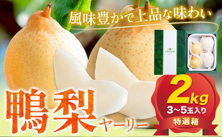 [2024年先行予約]梨 なし 鴨梨 ヤーリー 特選箱 2kg (3〜5玉入り) 石原果樹園 [2024年11月下旬-12月中旬頃より発送予定]岡山県 浅口市 果物 フルーツ お取り寄せ お取り寄せフルーツ 送料無料--124_587_11g12c_24_15000_2-