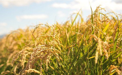 ＜令和7年度産＞玄米で健康促進！『定期便3回』北海道産ななつぼし10kg《令和７年10月頃より発送予定》【3900602】