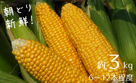 10-153【令和8年産予約受付】スイートコーン（約3kg）「京築の恵み」【令和8年6月上旬～6月下旬発送】