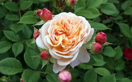 バラ鉢植え「アイ ウィル」 SWBD001