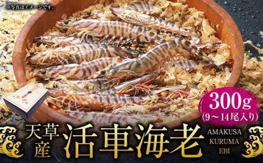 【指定日必須】天草産 活車海老 300g【発送期間2024年11月05日から2025年4月30日】