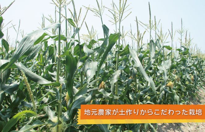 005A299 【先行予約】秋収穫！ゴールドラッシュ 7本セット とうもろこし