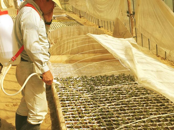 【先行予約／数量限定30】プレミアムメロン（新芳露・黄美香）セット（2026年7月下旬～発送）　DE00157