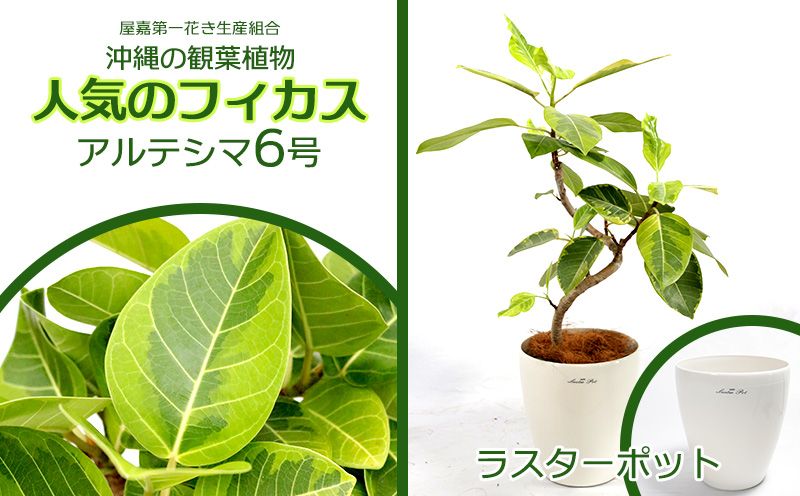 [沖縄の観葉植物]人気のフィカス アルテシマ6号 ラスターポット インテリアグリーン ゴムの木 ゴムノキ ガーデン 風水 鉢植え 癒し 成長記録 趣味 専門店 生活 オフィス おすすめ 暮らし おしゃれ 南国 日光 水やり お祝い 送料無料