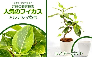 ★沖縄の観葉植物 人気のフィカス アルテシマ6号 ラスターポット