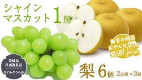 シャインマスカット1房と梨（2品種×3個）【令和6年8月より発送開始】（茨城県共通返礼品：かすみがうら市産） 詰め合わせ 果物 フルーツ 茨城県産 [BI440-NT]