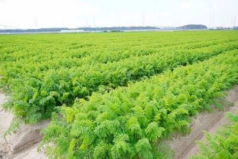 人参100%無添加・無着色!!美味しい人参ジュース!! 720ml×2本 H132-026