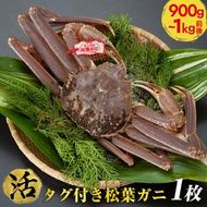 【活】タグ付き松葉ガニ　特大1枚（900g～1kg前後）【着日指定不可】 ※2024年11月上旬～2025年3月下旬頃に順次発送予定《かに カニ 蟹》