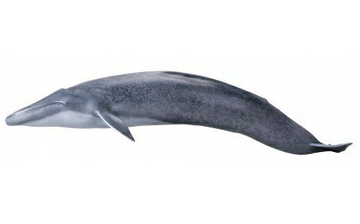158-1054-007　メガソフビアドバンス シロナガスクジラ＜海洋堂＞
