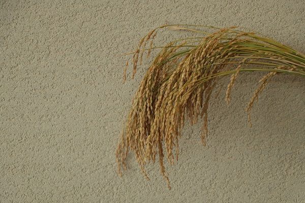 純米大吟醸「鯉川」（1800ml×1本　亀ノ尾100％使用）