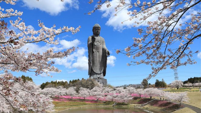 地上20ｍ 牛久大仏 足元 お身拭い 体験 ツアー ※ 平日限定 ※ （ 5名様まで ） 貸切 参加券 体験チケット 観光 ふるさと納税限定 [DR004us]