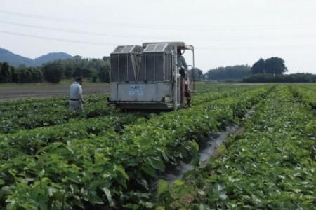 【神埼の特産品 和菱 2点セット】神埼桑菱茶（3g×30包）×2箱 & 和菱ハンドクリーム1本【ふるさと納税 桑菱茶 桑 菱】(H066121)