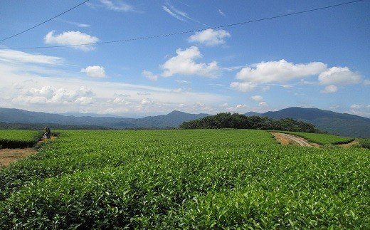 【スピード発送】0C1-42 冨貴茶きらめきセット