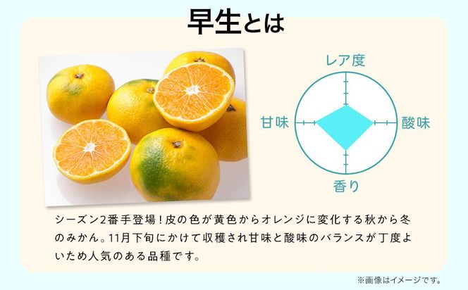 先行予約早生みかん 約5kg サイズ混合 和歌山県 有田みかん  2025年11月中旬頃発送 	EF06