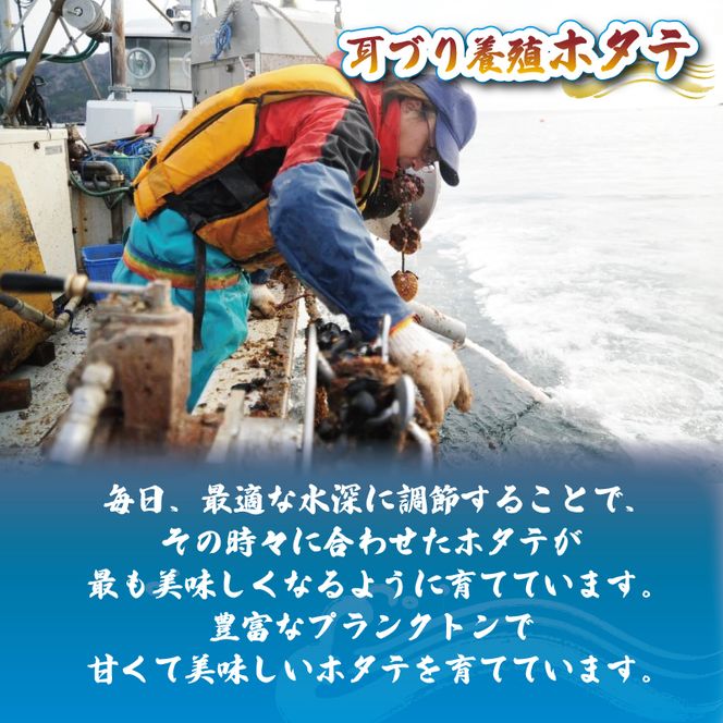 帆立むき身 貝柱 約500g 1パック 冷凍 ほたて ホタテ [nakano003]