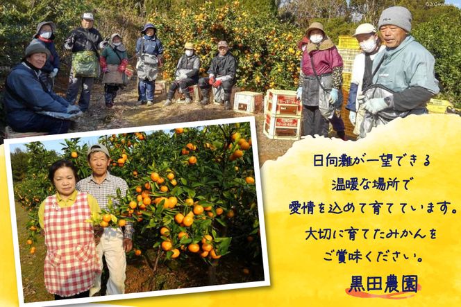 【期間限定発送】 みかん 5kg コクのある甘さ うまぁ〜い！！青島晩生温州みかん S・M・L いずれか [黒田農園 宮崎県 日向市 452061304] 果物 フルーツ ミカン 蜜柑 柑橘