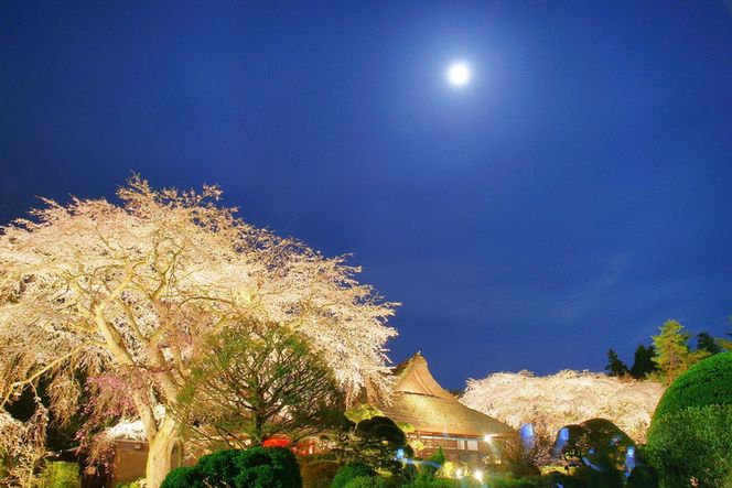 秩父宮記念公園ライトアップひとり占め～富士山麓御殿場で極上のひとときを～ ｜ 体験 チケット 特別 思い出 記念日