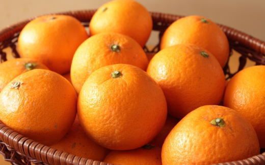 ［濃厚］有田産清見オレンジ約5kg（サイズおまかせ・青秀以上）★2027年2月下旬頃より順次発送［TM43w］ BZ062
