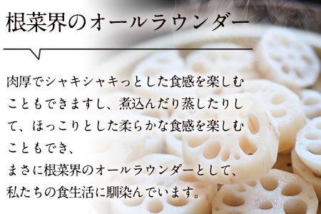 レンコン 約3kg 熊本県氷川町産 道の駅竜北《11月下旬-3月末頃出荷》 蓮根 根菜 きんぴら 熊本県氷川町---sh_cmitiren_cf113_r7_13500_3kg---