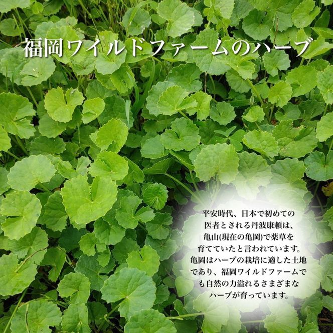 天然ハーブのリキュール『蛇谷(じゃだに)』180ml《京都 亀岡 蛇谷産天然ハーブ お酒 43度 ギフト ハーブ酒》 ※離島への配送不可 ※着日指定不可